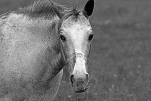 Horse Munching Flowers Black And White