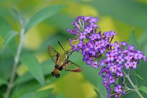 Hummingbird Moth And Buddleia
