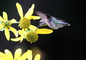 Hummingbird On Yellow Flowers In Fall