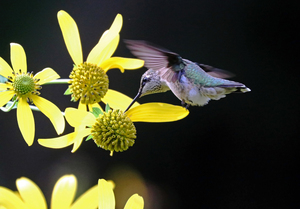 Hummingbird On Yellow Flowers In Fall