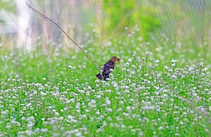 In A Field Of Garlic Mustard