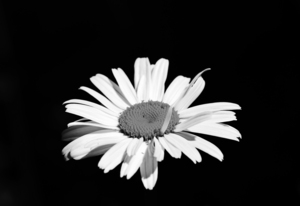 Innocence Black And White