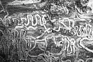 Insect Trails Carved In Tree