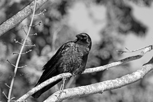 Jet Black Black And White