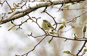 Kinglet And Magnolia