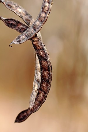 Legume