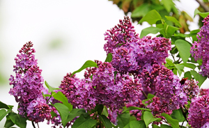 Lilac Clusters
