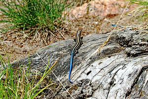 Lizard And Dragonfly