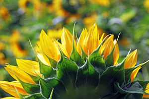 Looking Back Sunflower II