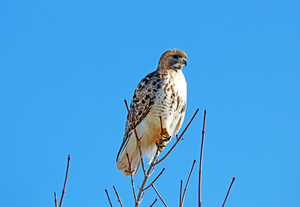 Looking For Prey