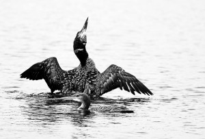 Loon On The Moon Black And White