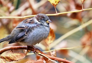 Male House Sparrow In Fall