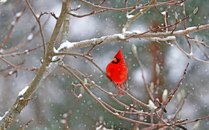 Male Northern Red Cardinal In Magnolia
