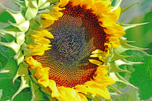 Mammoth Sunflower