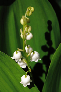 May Bells And Shadow