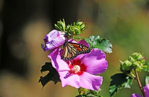 Monarch And Rose Of Sharon