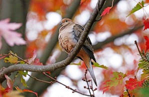 Mourning Dove In Fall Maple Tree
