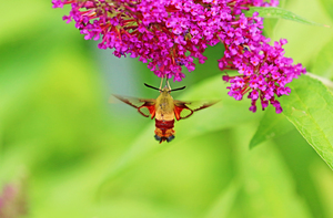 Nectaring Moth