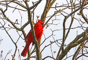 Northern Red Cardinal In The Spring Lilac