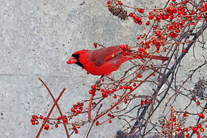 Northern Red Cardinal With Bittersweet
