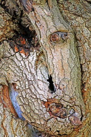 One Eyed Mulberry