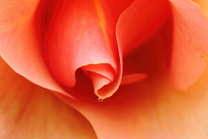 One Drop