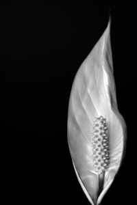 Peace Flower Black And White