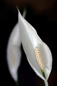 Peace Lily Flower