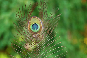 Peacock Feather I