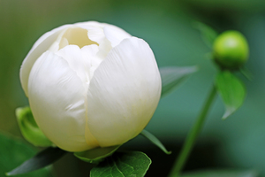 Perfection In White