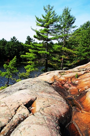 Pines