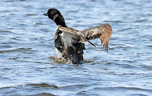 Preening Loon I
