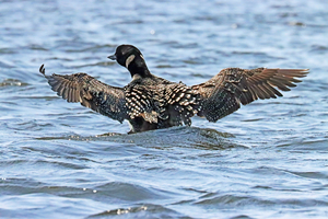 Preening Loon Wings Open