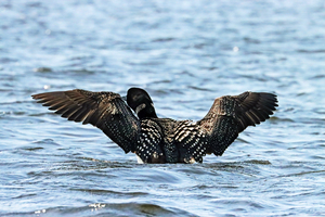 Preening Loon Wings Open I