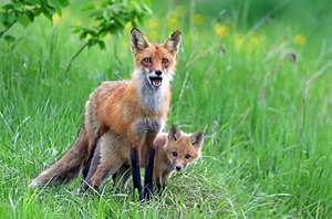Protection