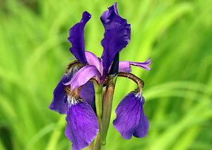 Purple Siberian Iris Beauty