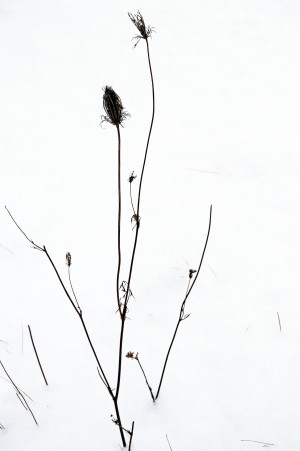 Queen Anne In Winter