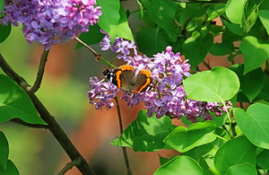 Red Admiral And Lilacs