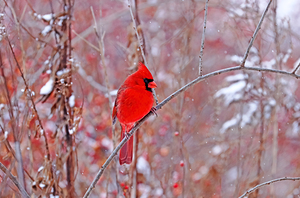 Red Cardinal Perched