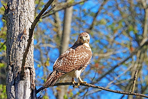 Red Tailed Hawk With The Look