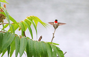 Ruby Throated Hummingbird And Sumac