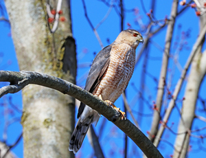 Sharp Shinned Hawk