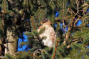 Sharp Shinned Hawk Eyeing Intruder Below
