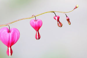 Simply Hearts