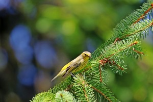 Sing A Song Warbler
