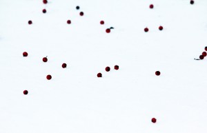 Snow Berry Abstract Print