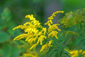 Solidago