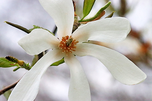Spring Elegance