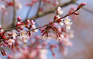 Spring Pink
