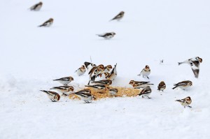 Squabbling
